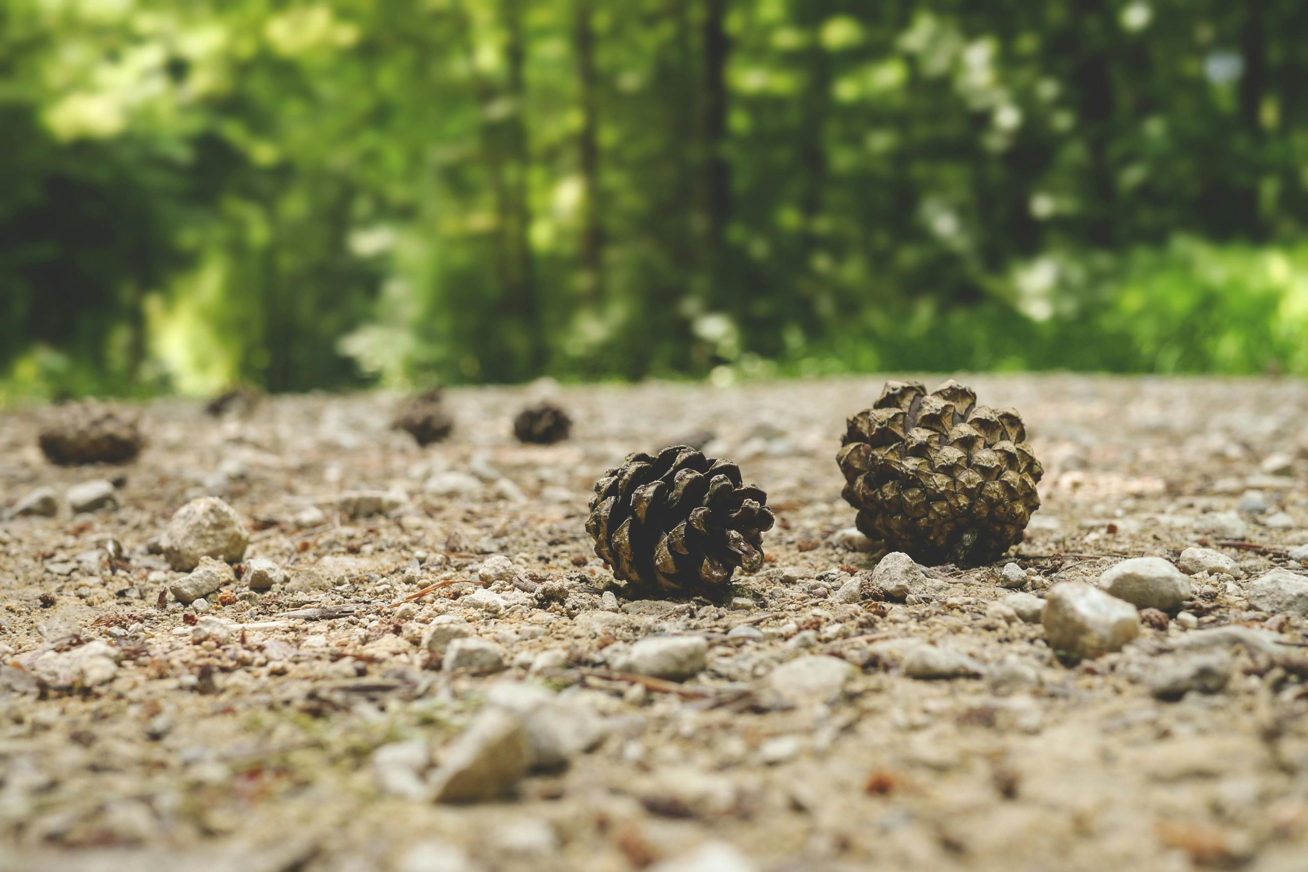 A detailed view of pine cones scattered on a gravel path in a vibrant green forest.